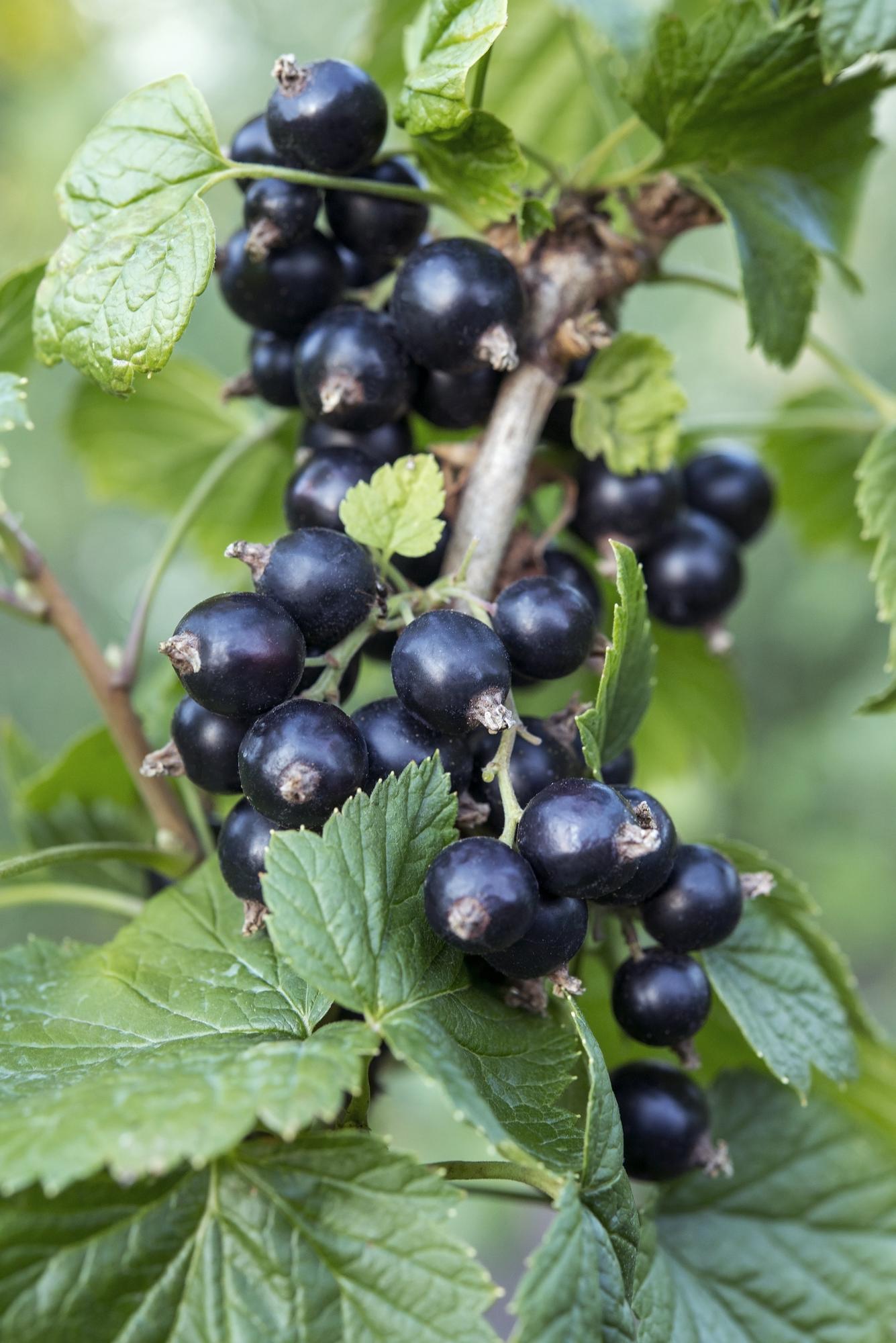 Ribes nigrum 'Ben Nevis' - Schwarze Johannisbeere - Ø13cm - ↕45cm