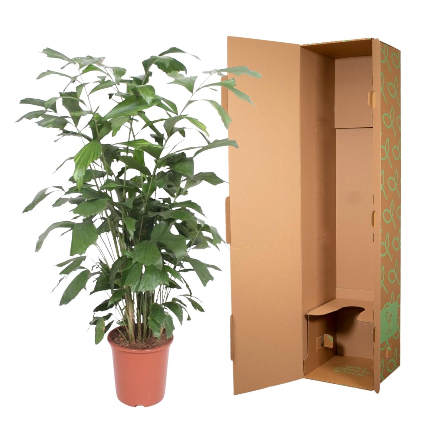 Fischschwanzpalme 140 cm – Exotische, pflegeleichte Zimmerpflanze