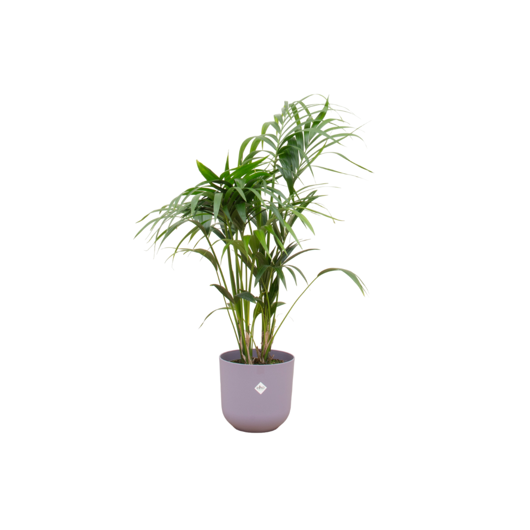 Kentia-Palme 130 cm im lila Design-Pflanztopf