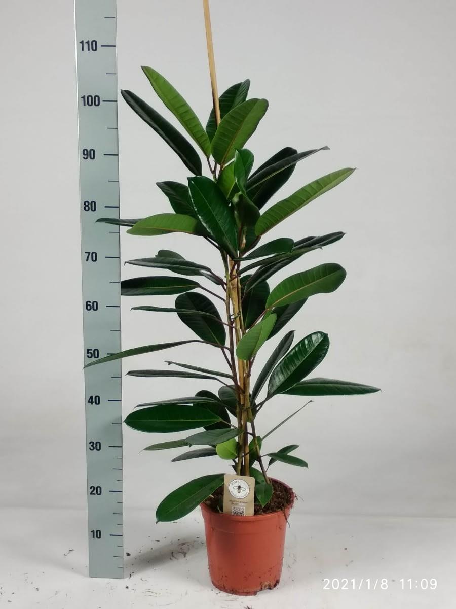 Ficus Tresor - Ø21 ↕105