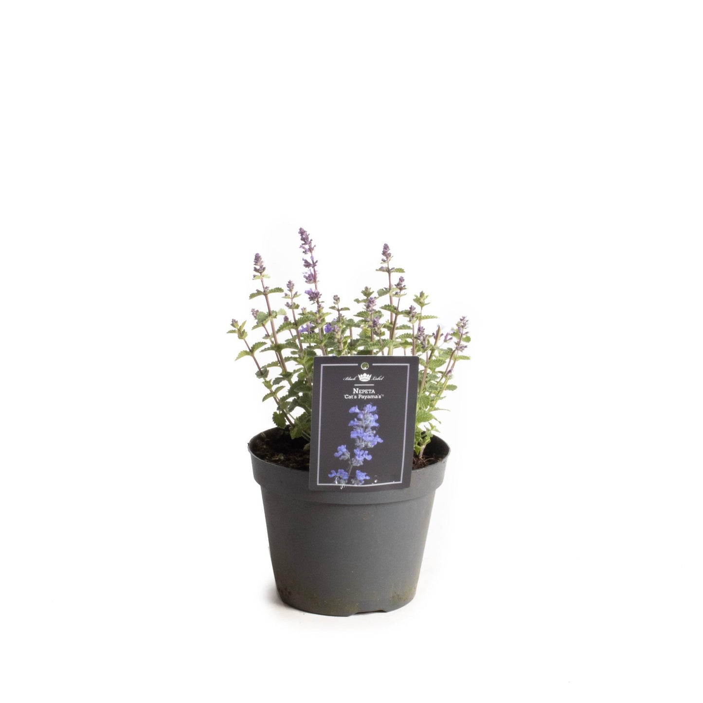 Nepeta Cat's Pajama's - Ø15cm - ↕30cm