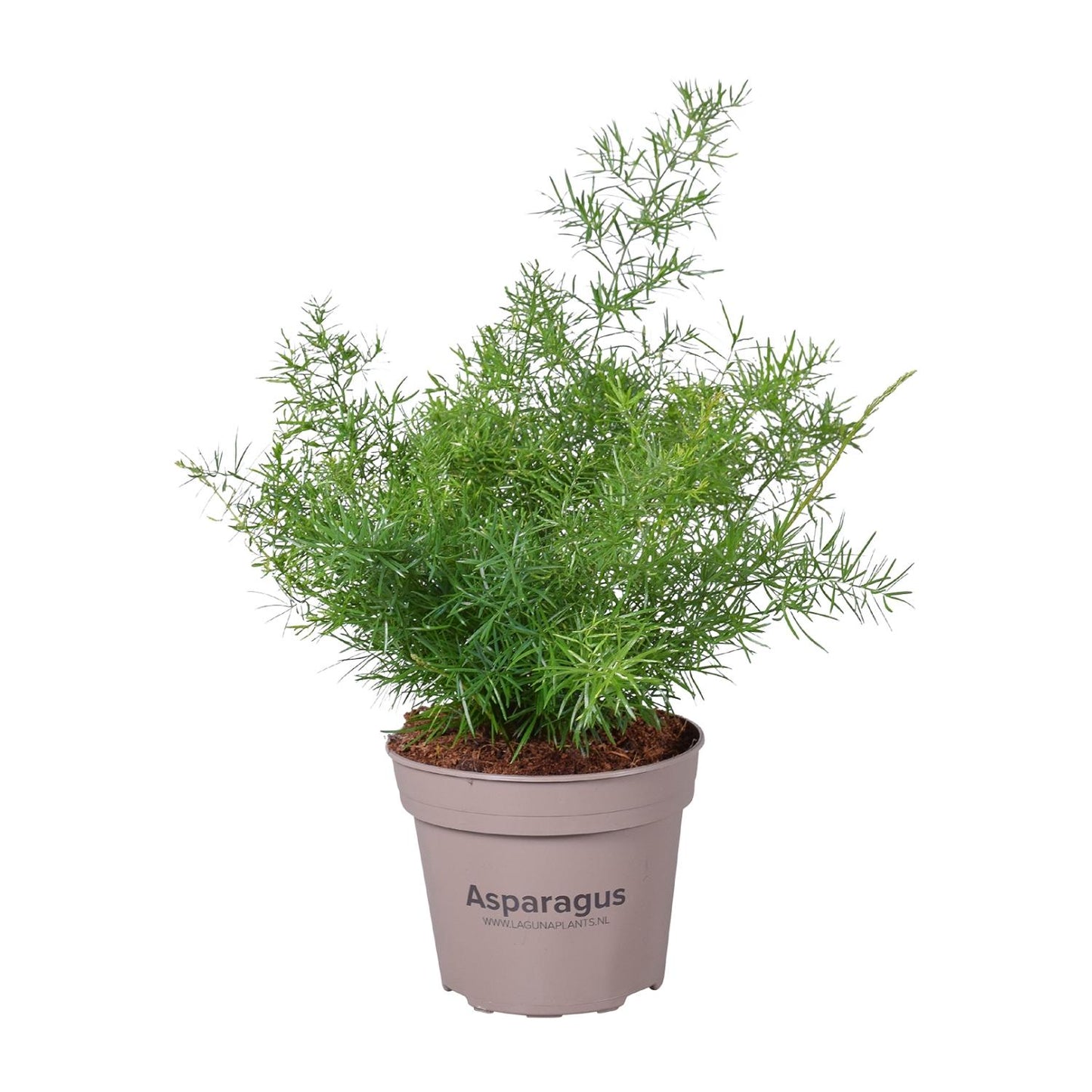 Asparagus Sprengeri - Ø15cm - ↕45cm