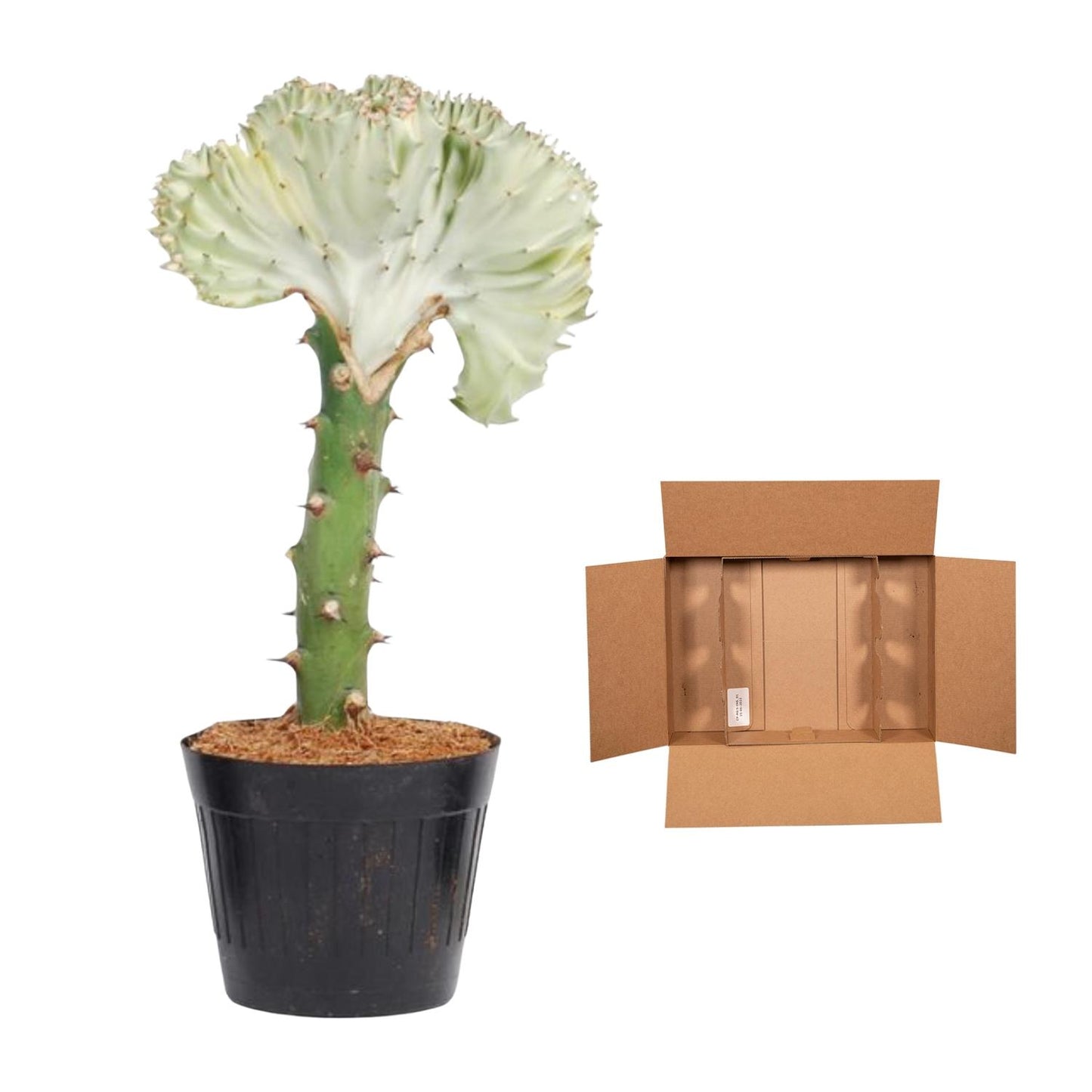 Korallenkaktus 'Cristata' – Exotische Euphorbia 35 cm