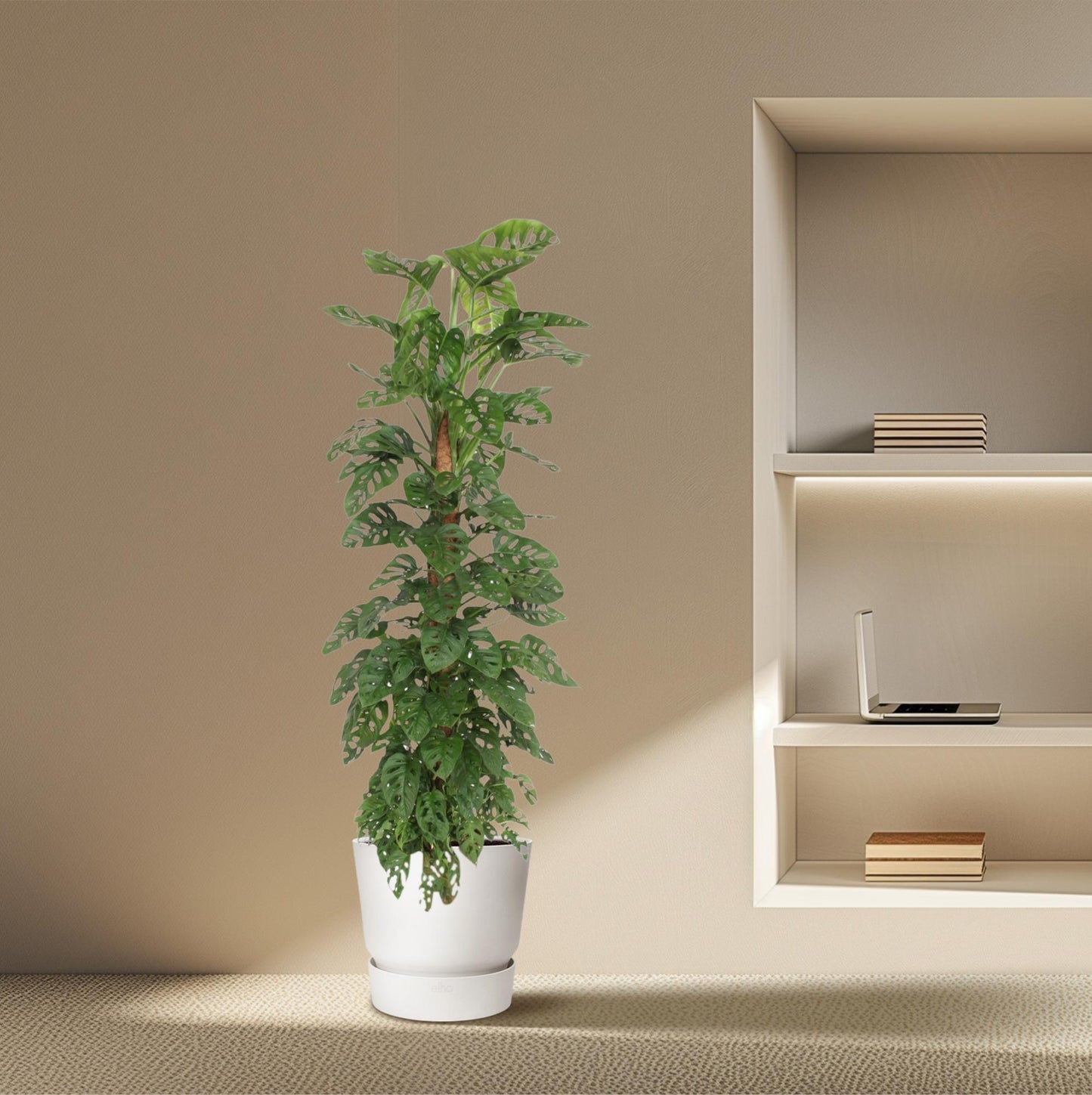 Monstera Monkey Leaf am Moosstab – 170 cm Fensterblatt