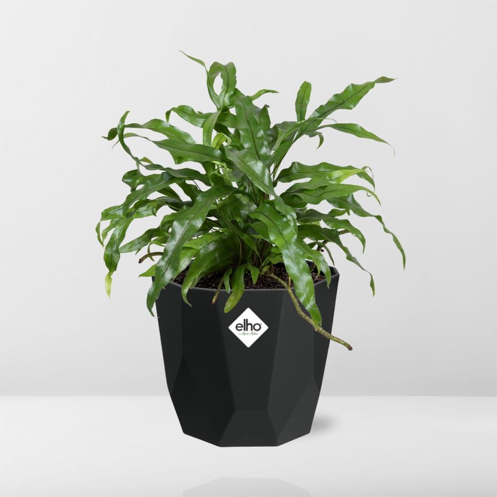 Microsorum Diversifolium in 14cm b.for rock living black