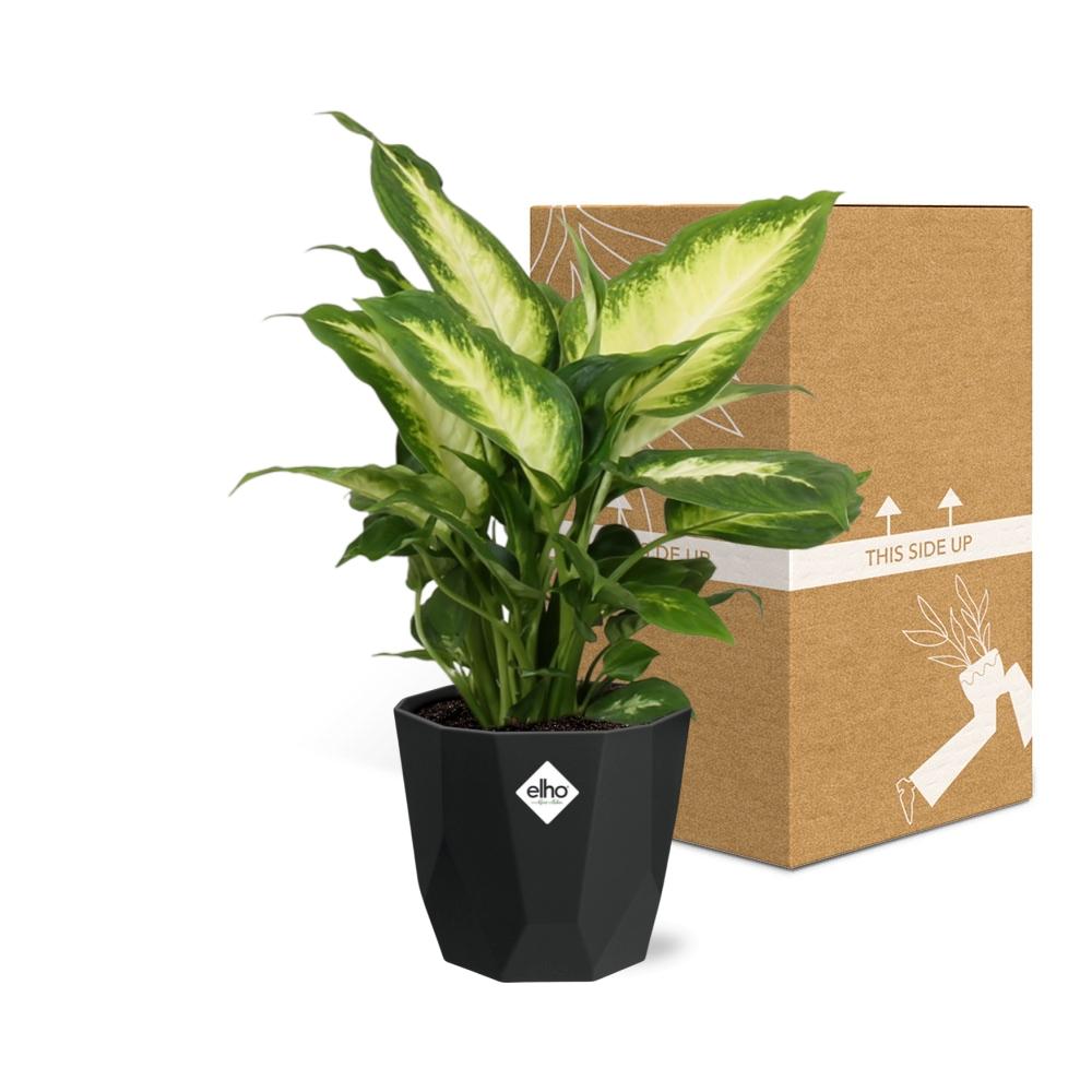 Dieffenbachia ‘Camilla’ in 14cm b.for rock living black