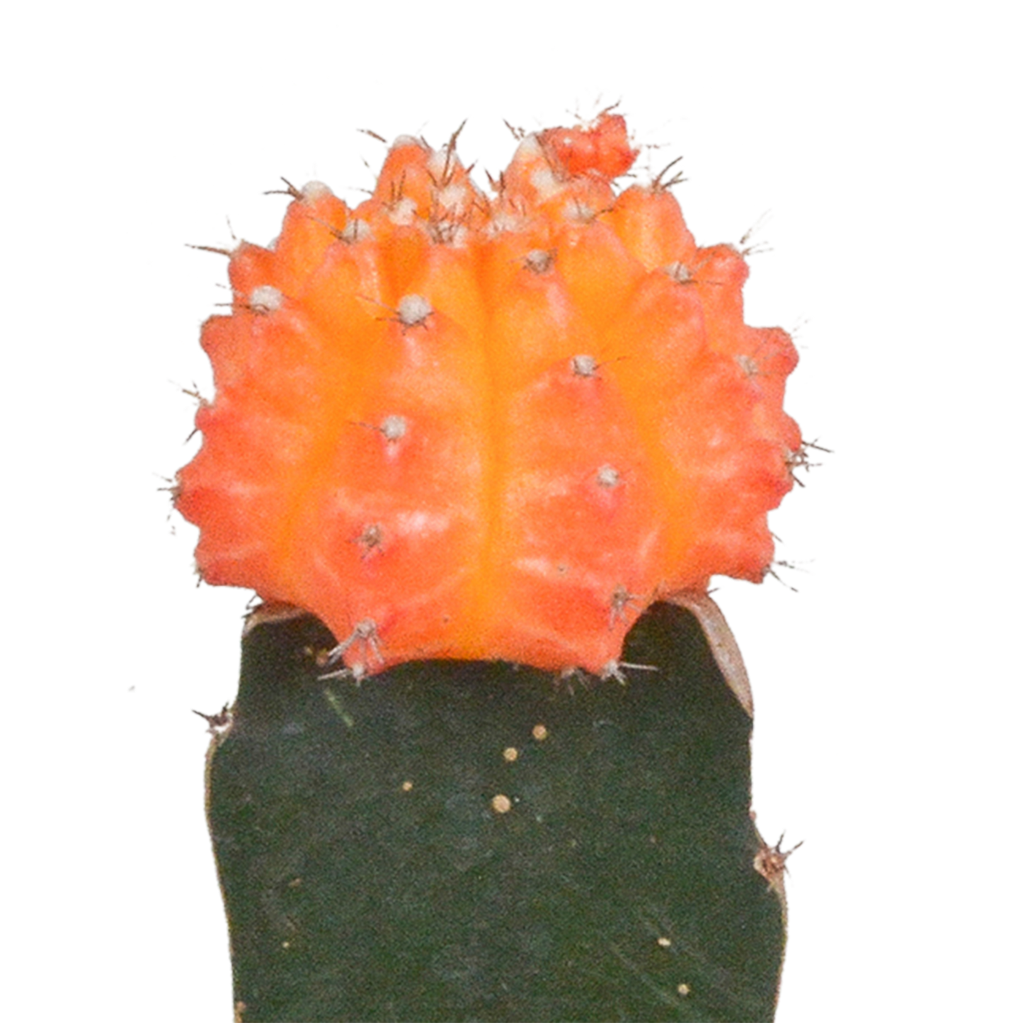 Gymnocalycium Mix 3er Set – Bunte Kakteenveredelung