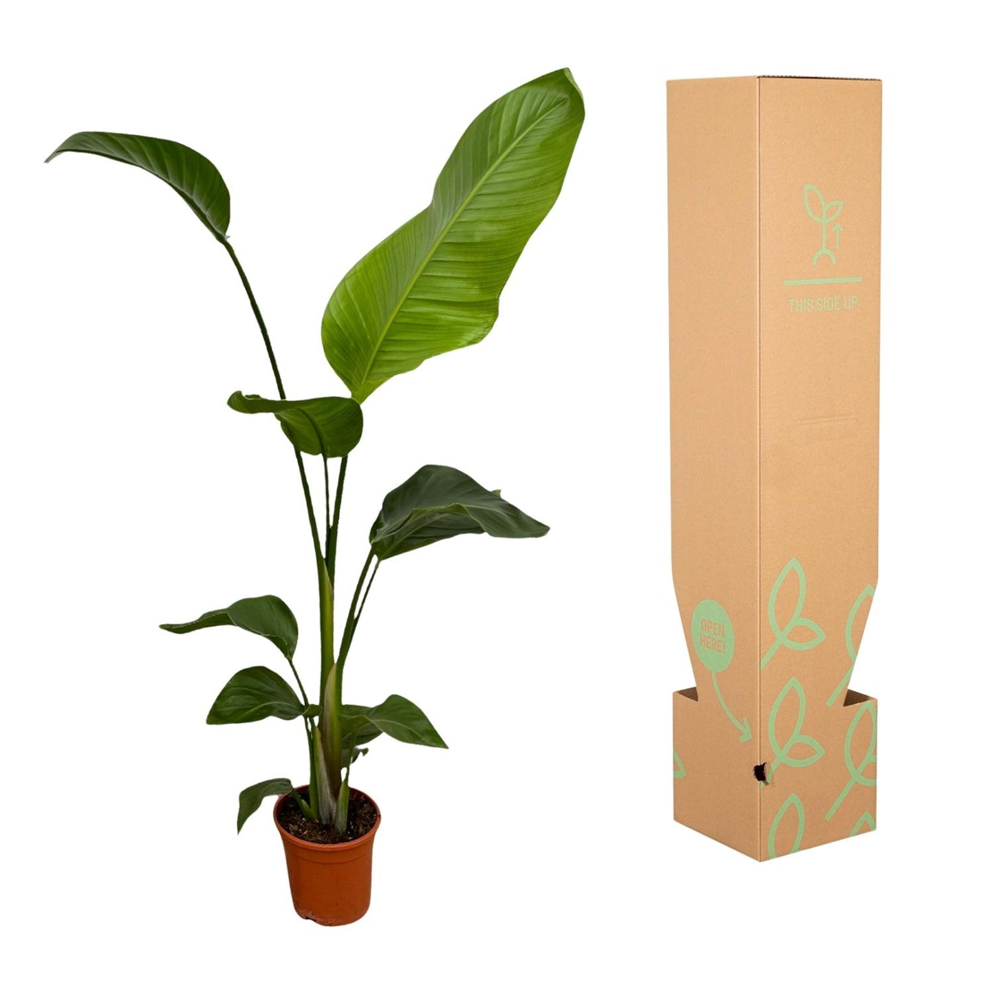 2x Riesenstrelitzie 100 cm – Exotisches Zimmerpflanzen-Set