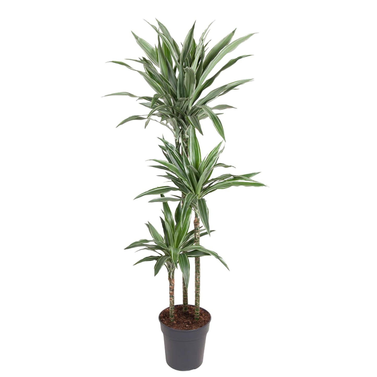 Drachenbaum Warneckei – Elegante & Pflegeleichte Zimmerpflanze 100 cm