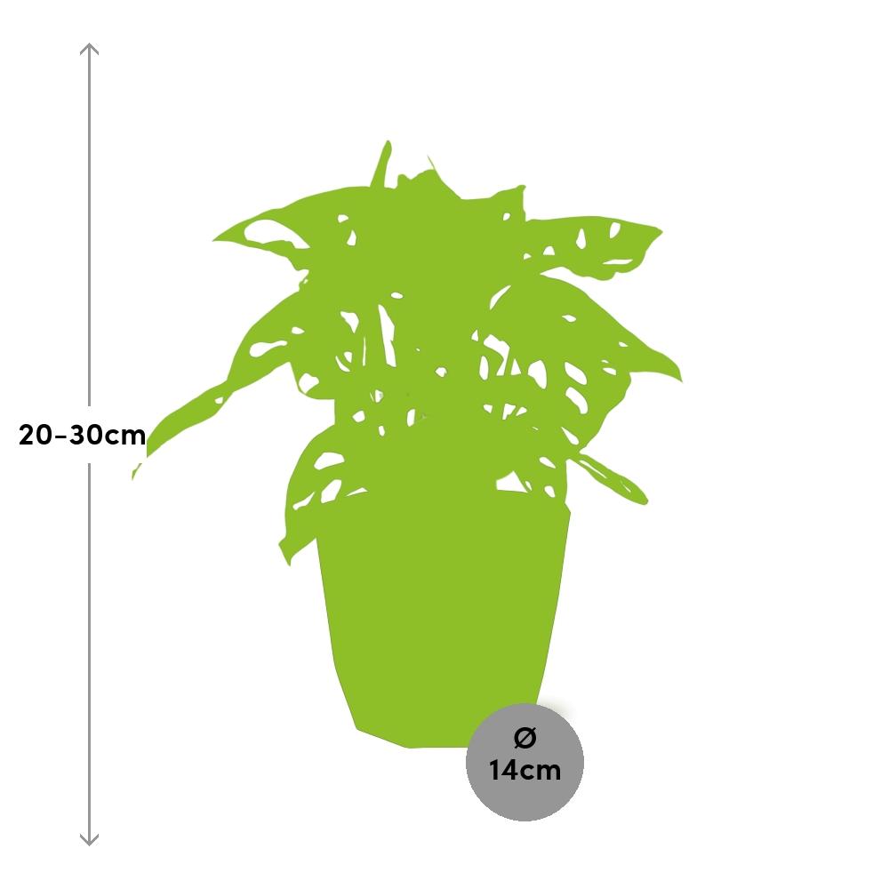 Monstera ‘Monkey Leaf’ in 14cm b.for rock living black
