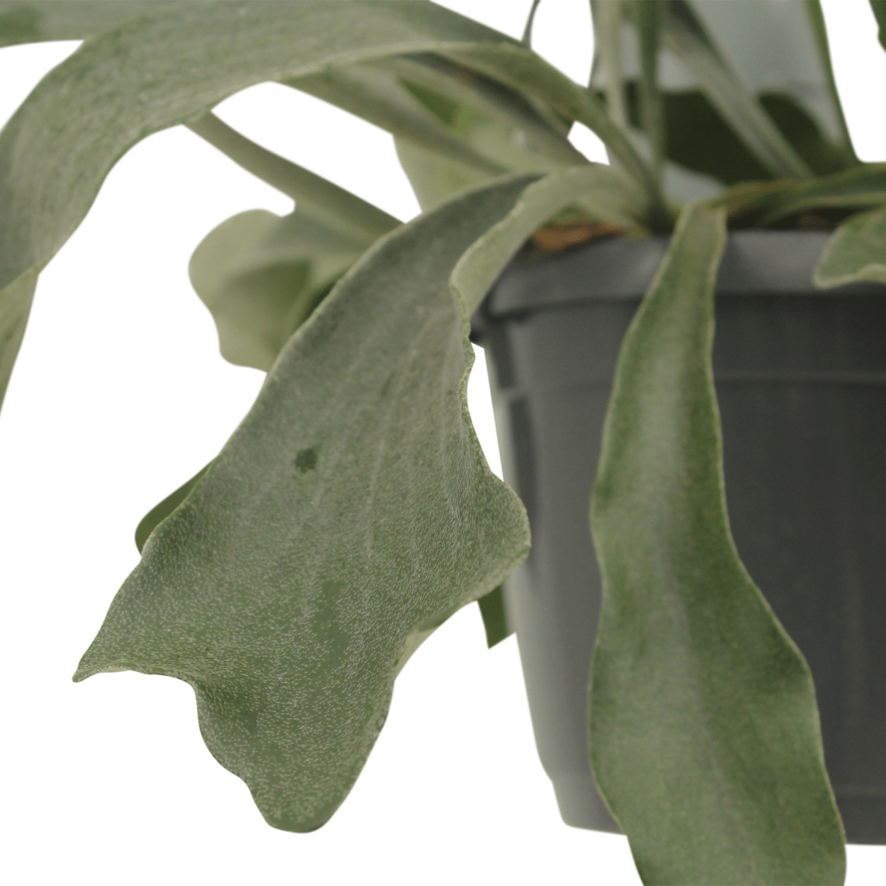 2x Kokodama Platycerium Hang - Hirschhornfarn - 35cm - ø15