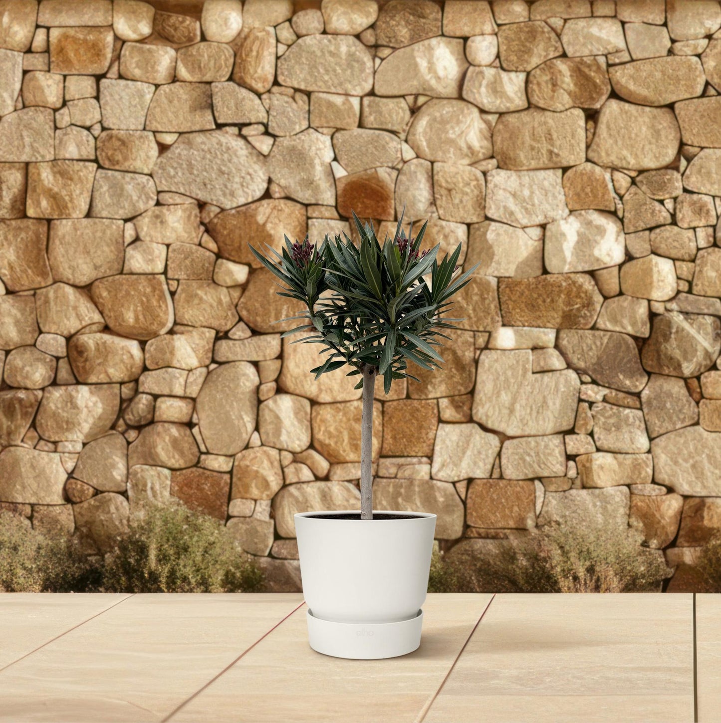 Oleander Stamm mit weißen Blüten – 90 cm Kübelpflanze