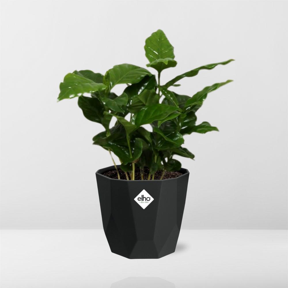 Coffea Arabica in 14cm b.for rock living black