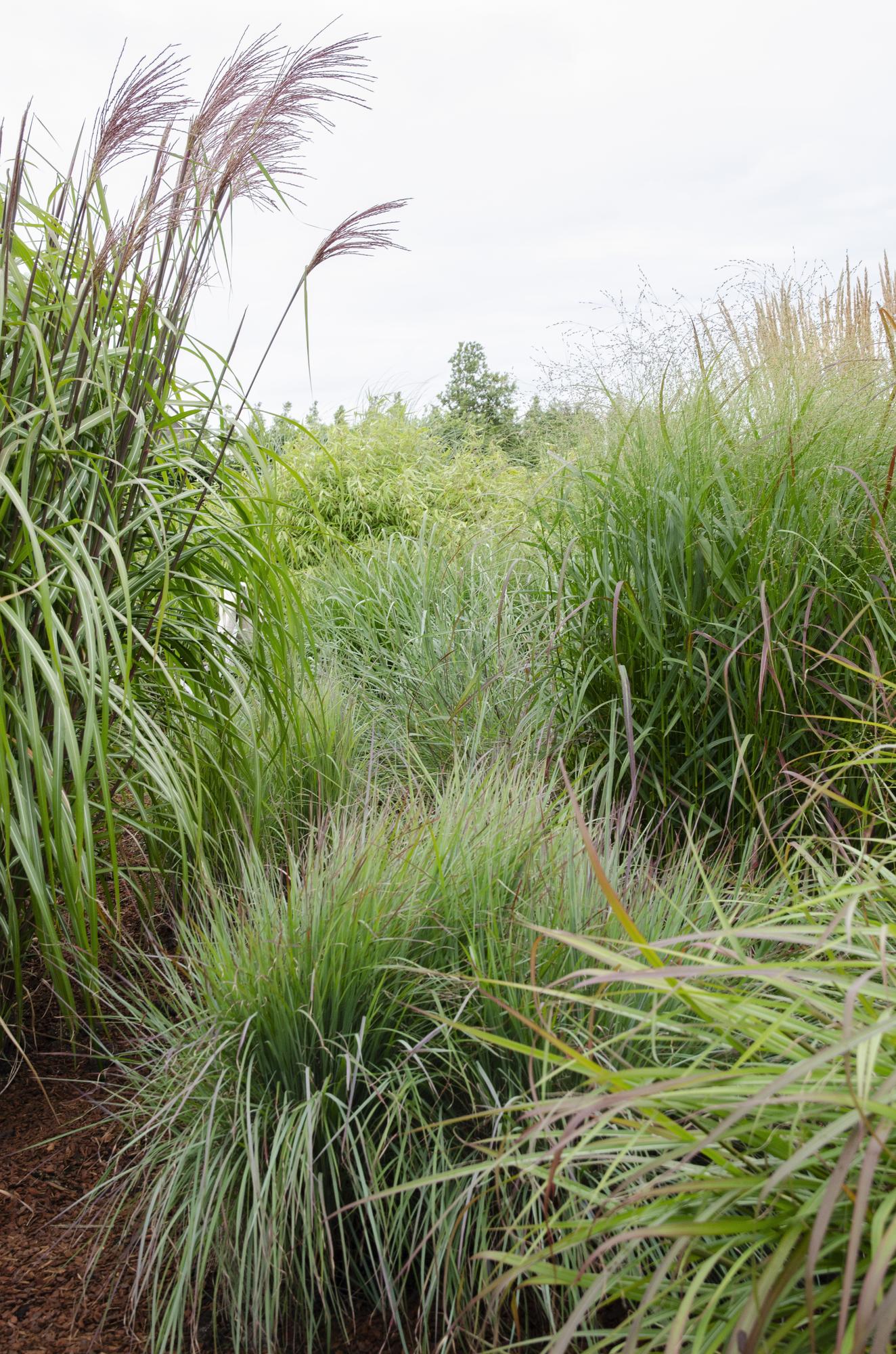 Panicum virgatum 'Prairie Sky' - Ø19cm - ↕50cm
