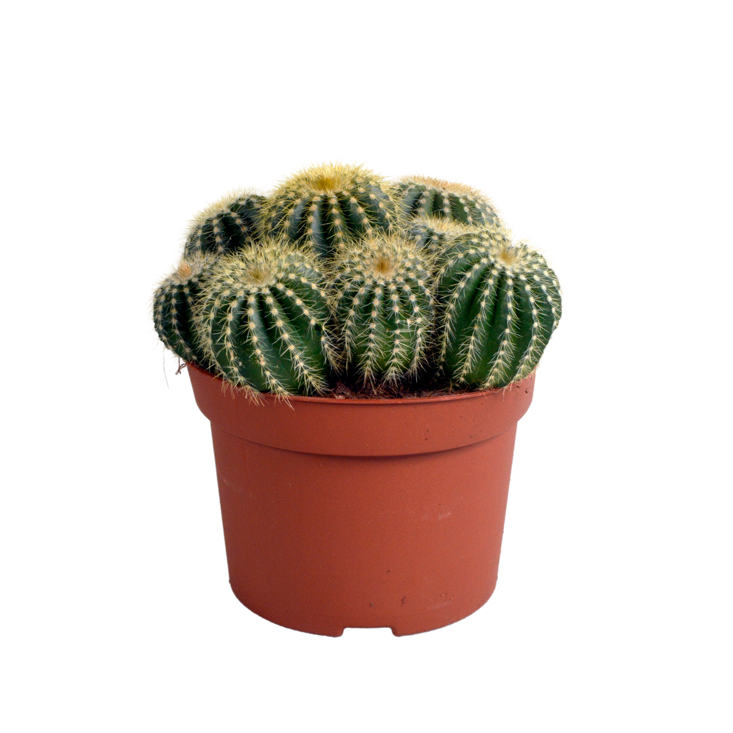 Kugelkaktee 12 cm – Eriocactus warasii mit gelben Stacheln