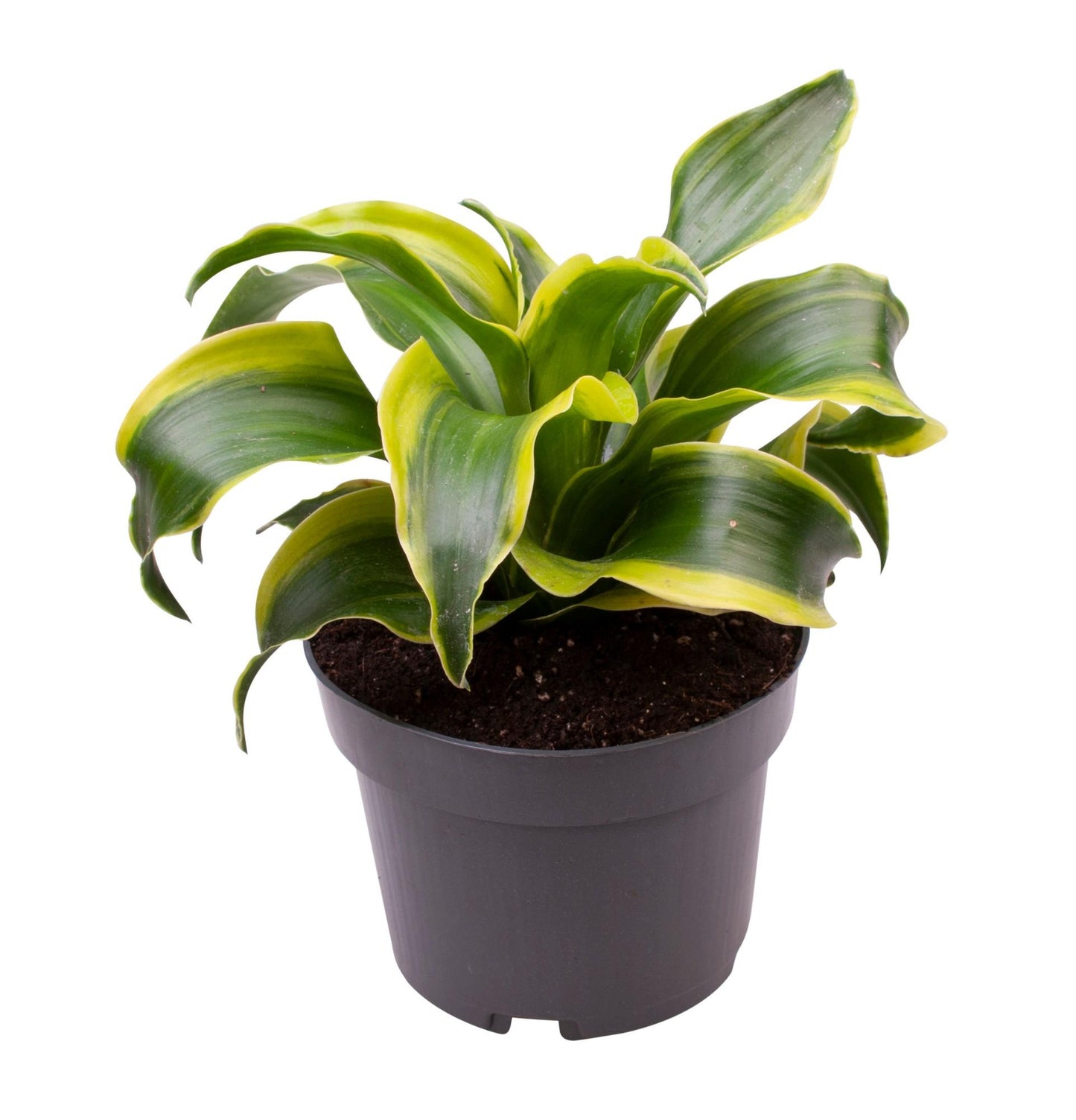 Dracaena Dragontree Tornado - Ø12 ↕24