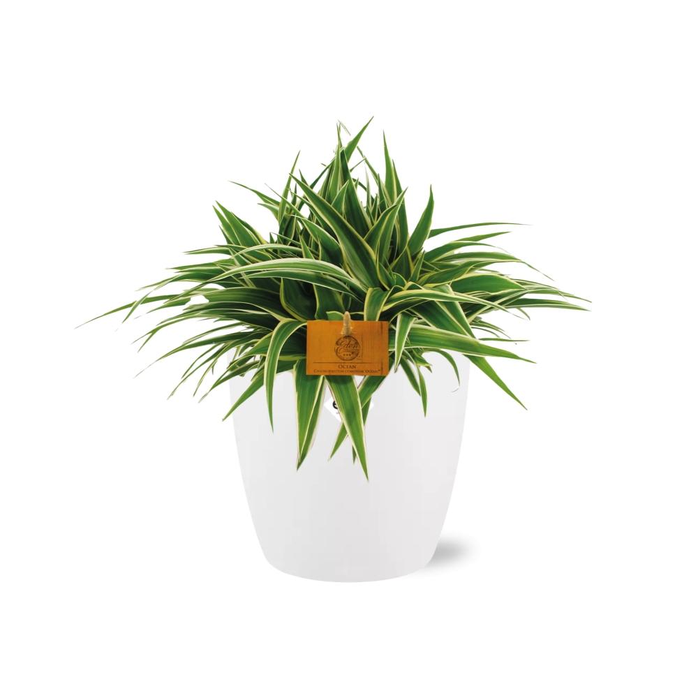 Chlorophytum Ocean 15cm in ELHO brussels 16 cm round white