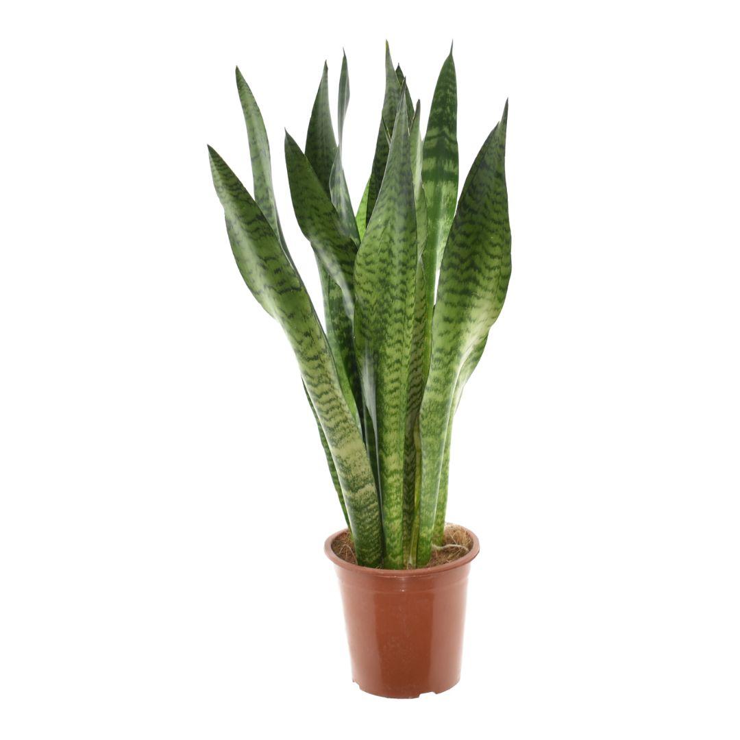 Sansevieria Zeylanica - Ø17cm - ↕75cm