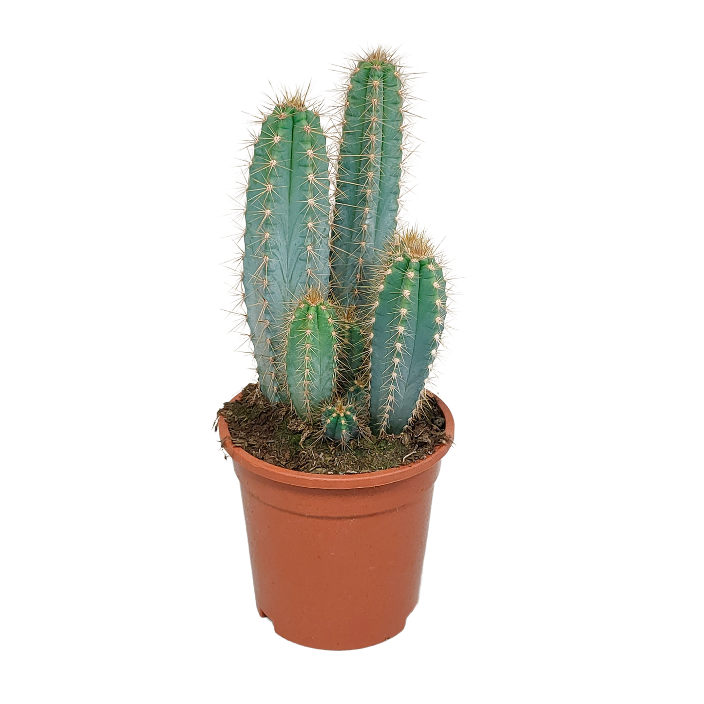 Blauer Säulenkaktus – 17 cm Pilosocereus azureus
