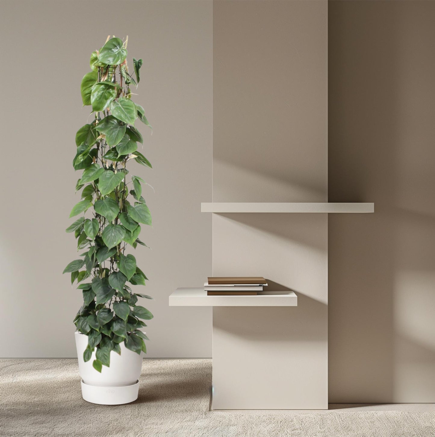Philodendron Scandens – 160 cm pflegeleichte Rankpflanze