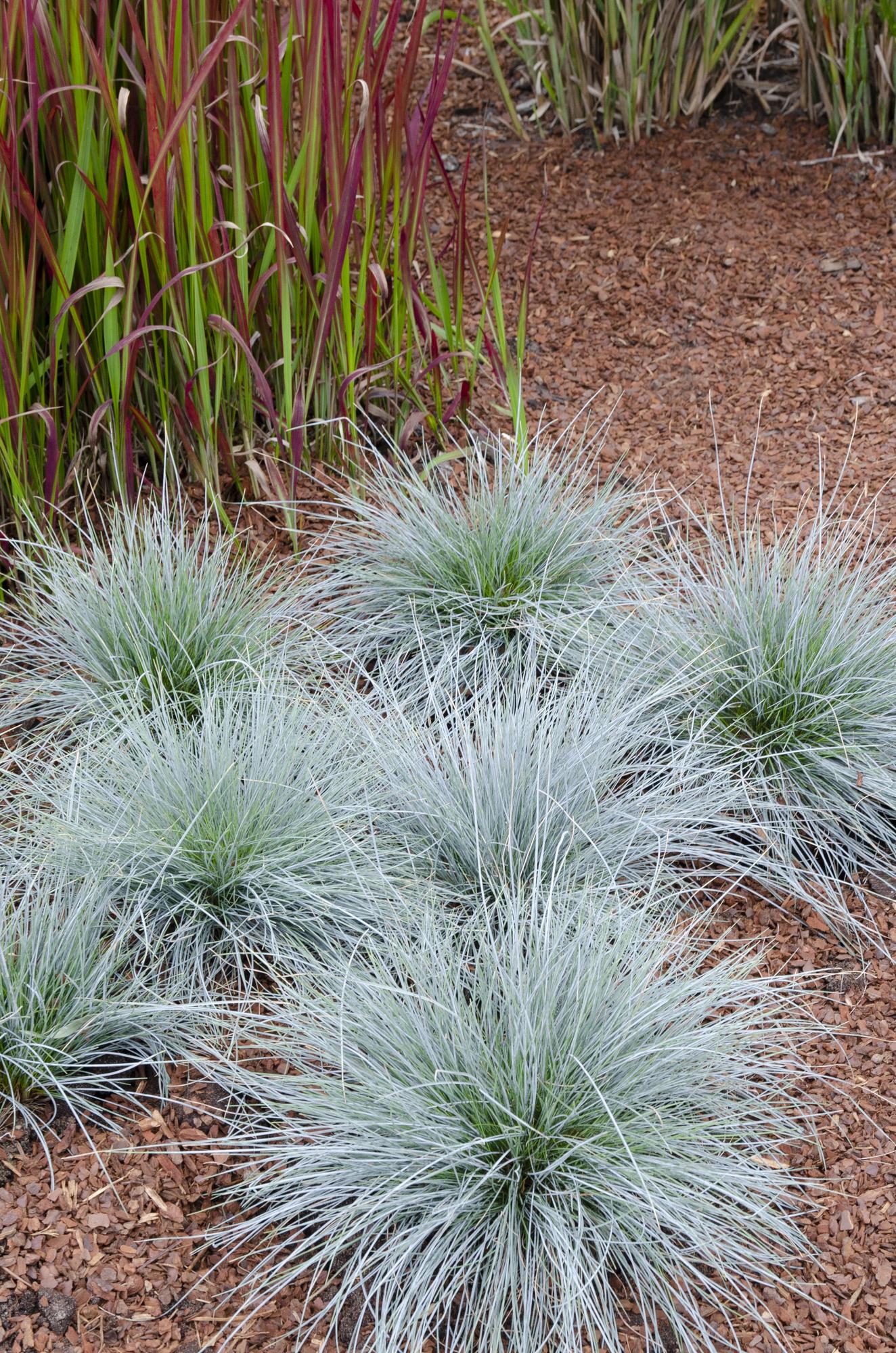 Festuca glauca Azura Blue - Ø19 - ↨40cm