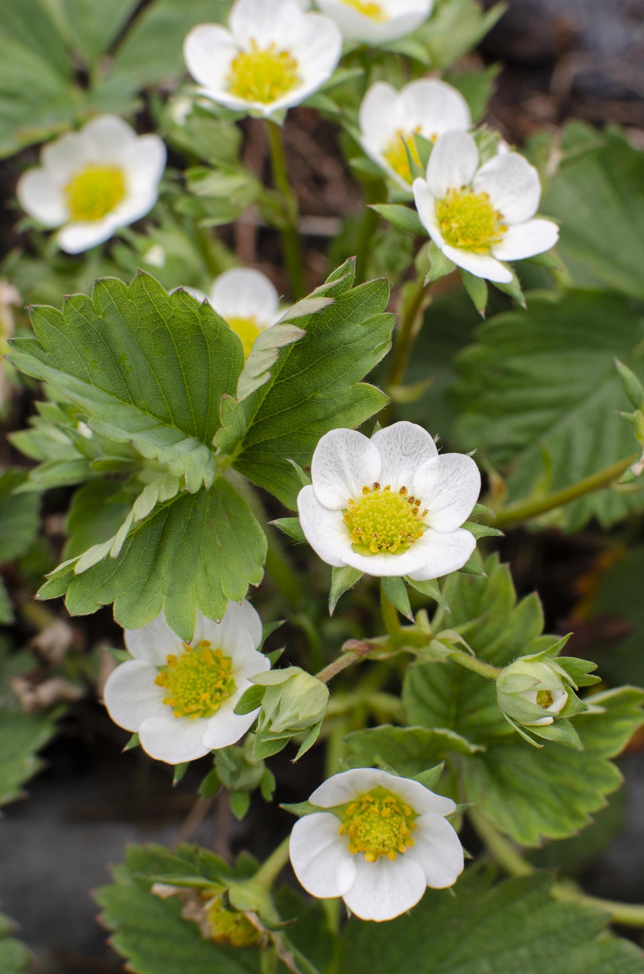 Fragaria x ananassa Delizzimo - Ø13cm - ↕45cm