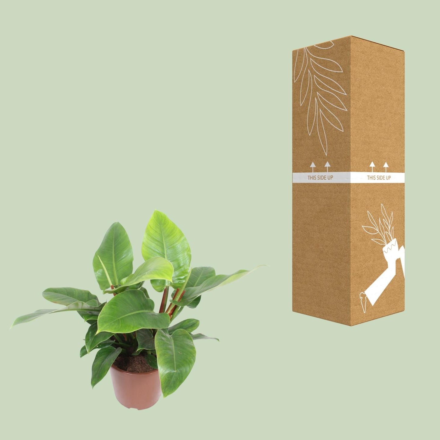 Philodendron Imperial Green - Ø27cm - ↕80cm