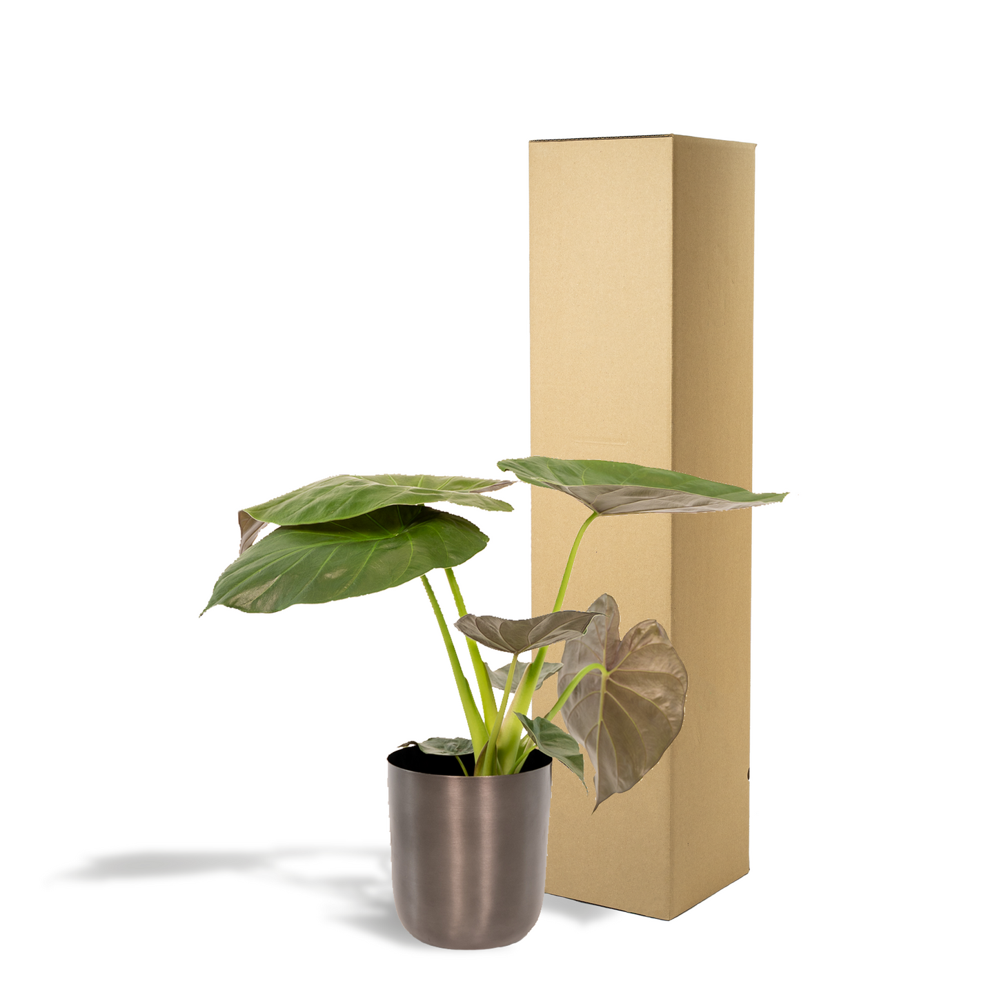 Alocasia Wentii - Ø19cm - ↕65cm + Topf Mayk Lead