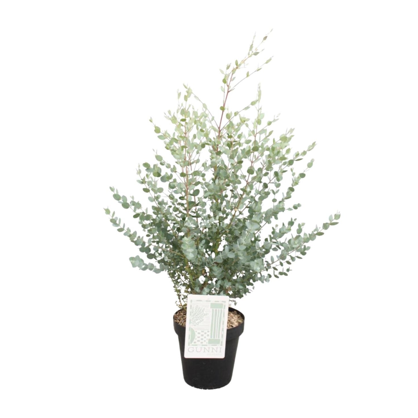 Eucalyptus Gunni - Ø23cm - ↕75cm