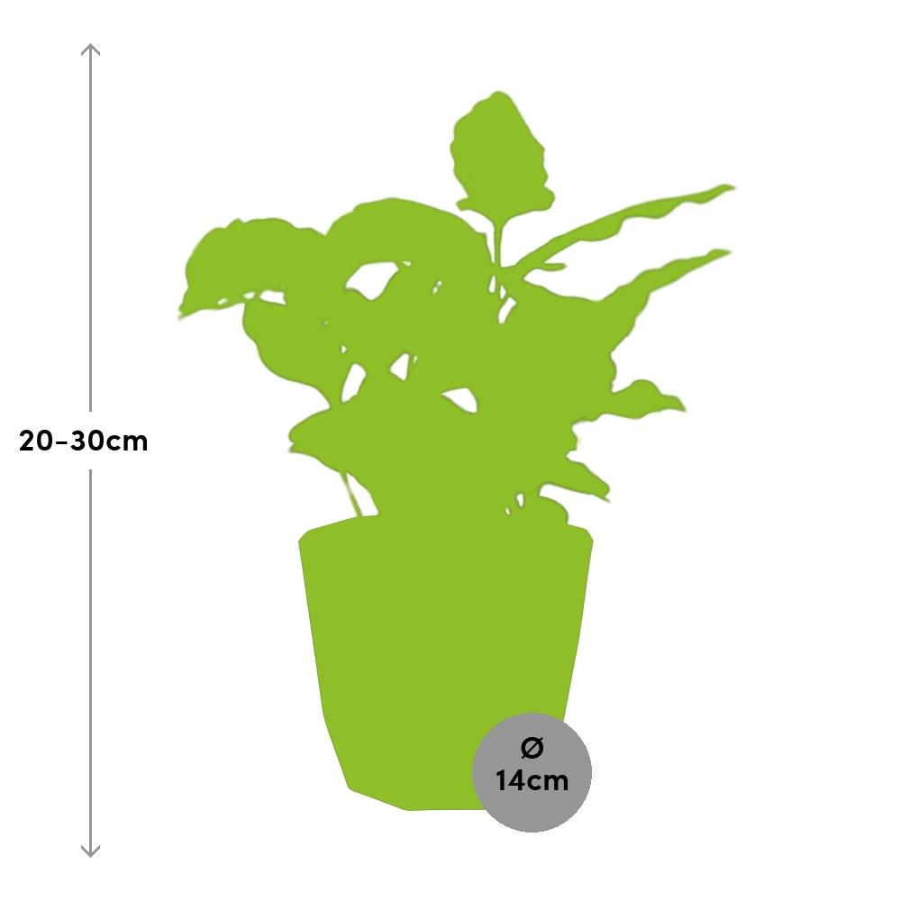 Coffea Arabica in 14cm b.for rock living black
