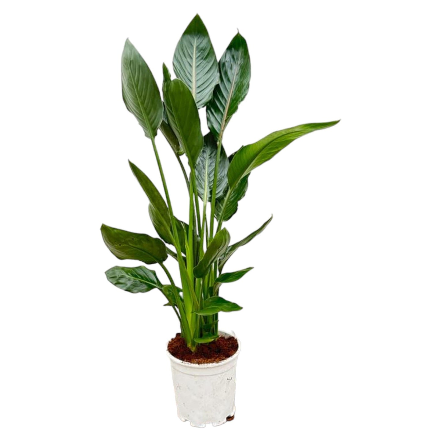 Paradiesvogelblume 100 cm – Exotische Zimmerpflanze