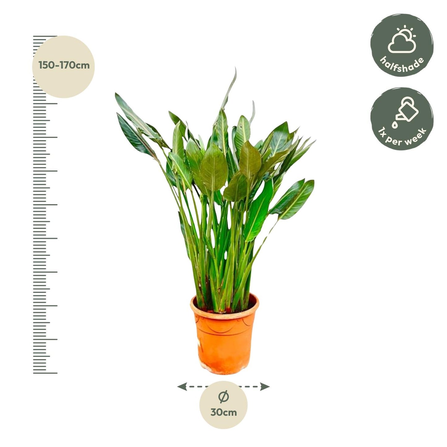 Paradiesvogelblume XL – Exotische Zimmerpflanze 160 cm