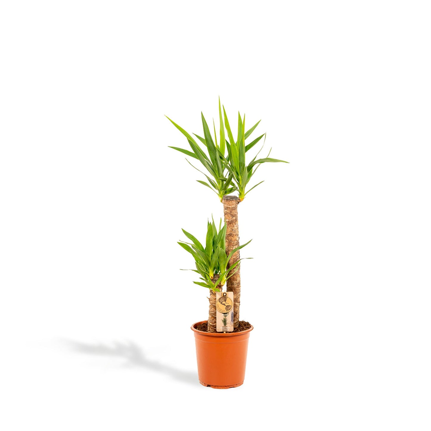 Yucca Palme (Palmlilie) – 100 cm, Ø 21 cm Topf