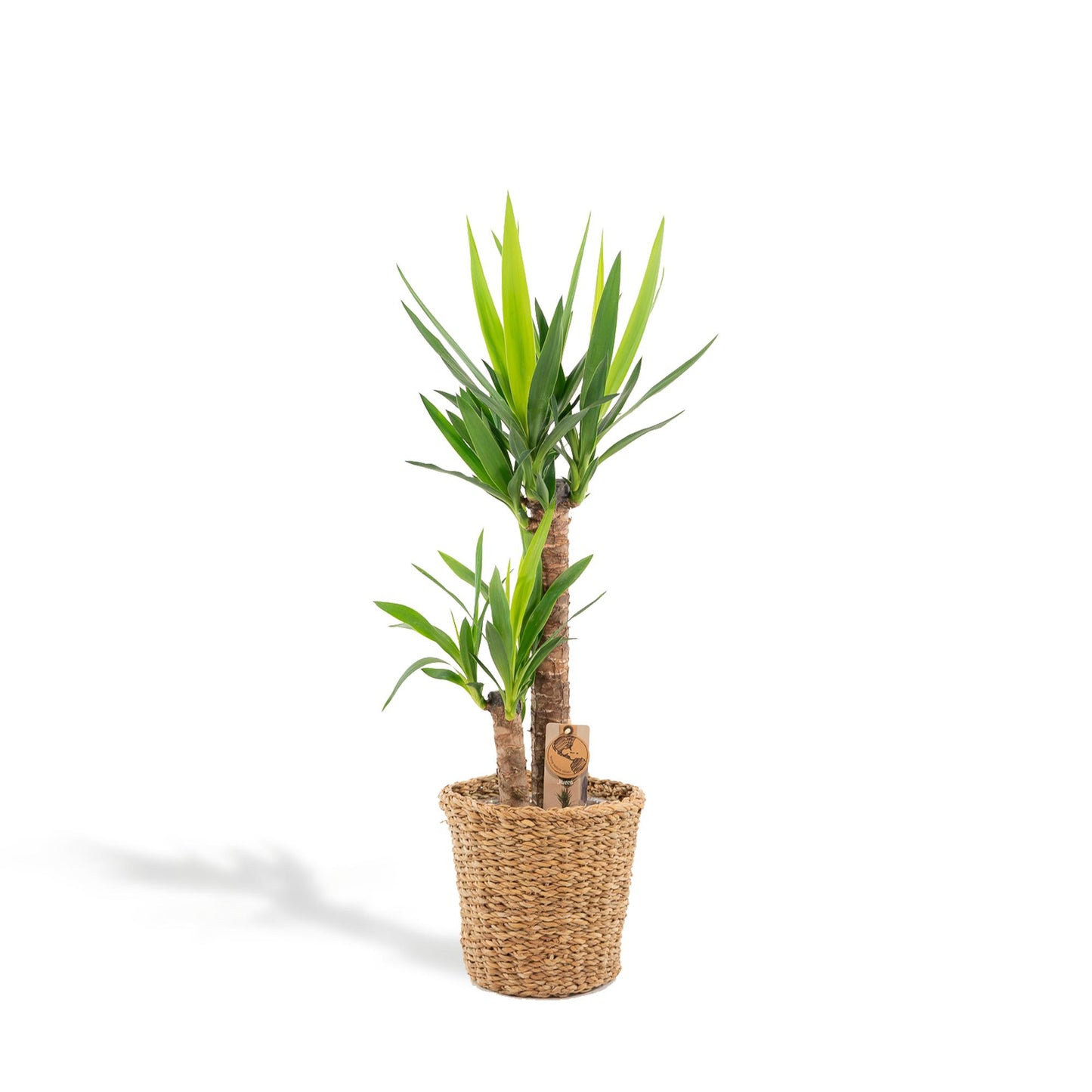 Yucca Palme 100 cm im Korb – Pflegeleicht & Stilvoll