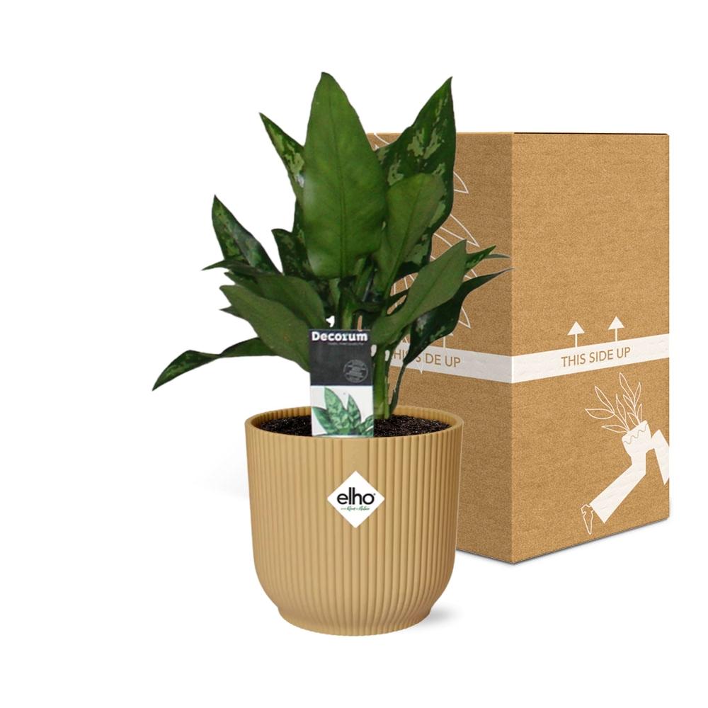Aglaonema Maria in ELHO Vibes Fold 14cm geel