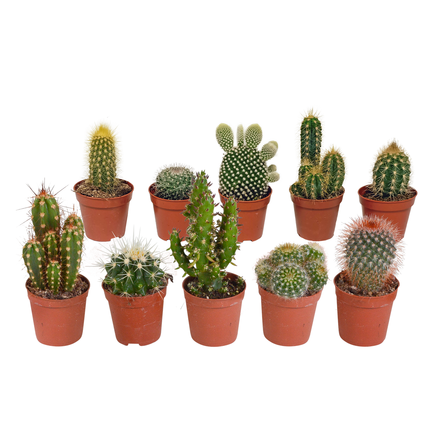 Kakteenmischung 10er Set 5,5 cm ohne Topf