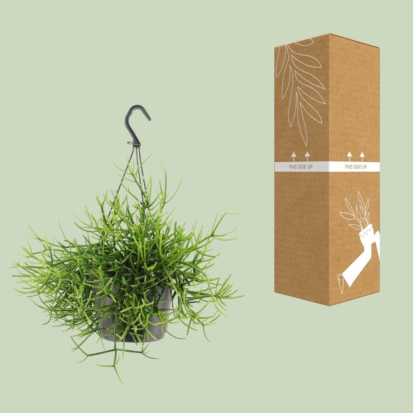 Rhipsalis Heteroclada - Ø17cm - ↕25cm