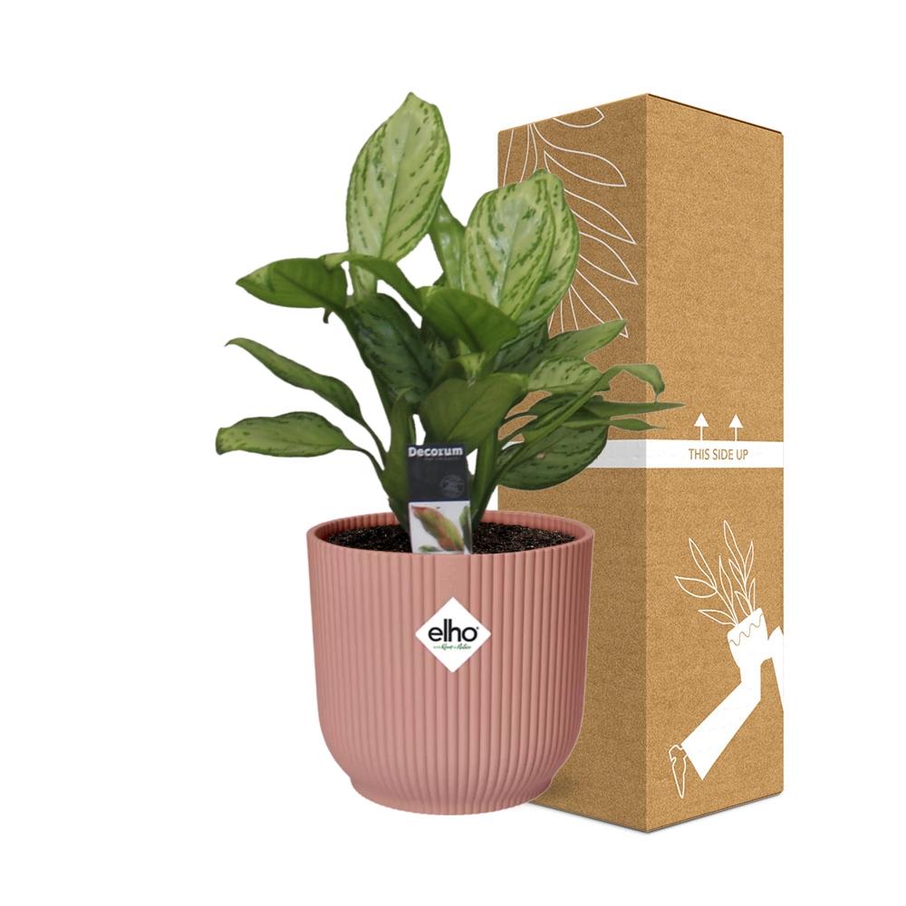 Aglaonema Christina in ELHO Vibes Fold 14cm roze