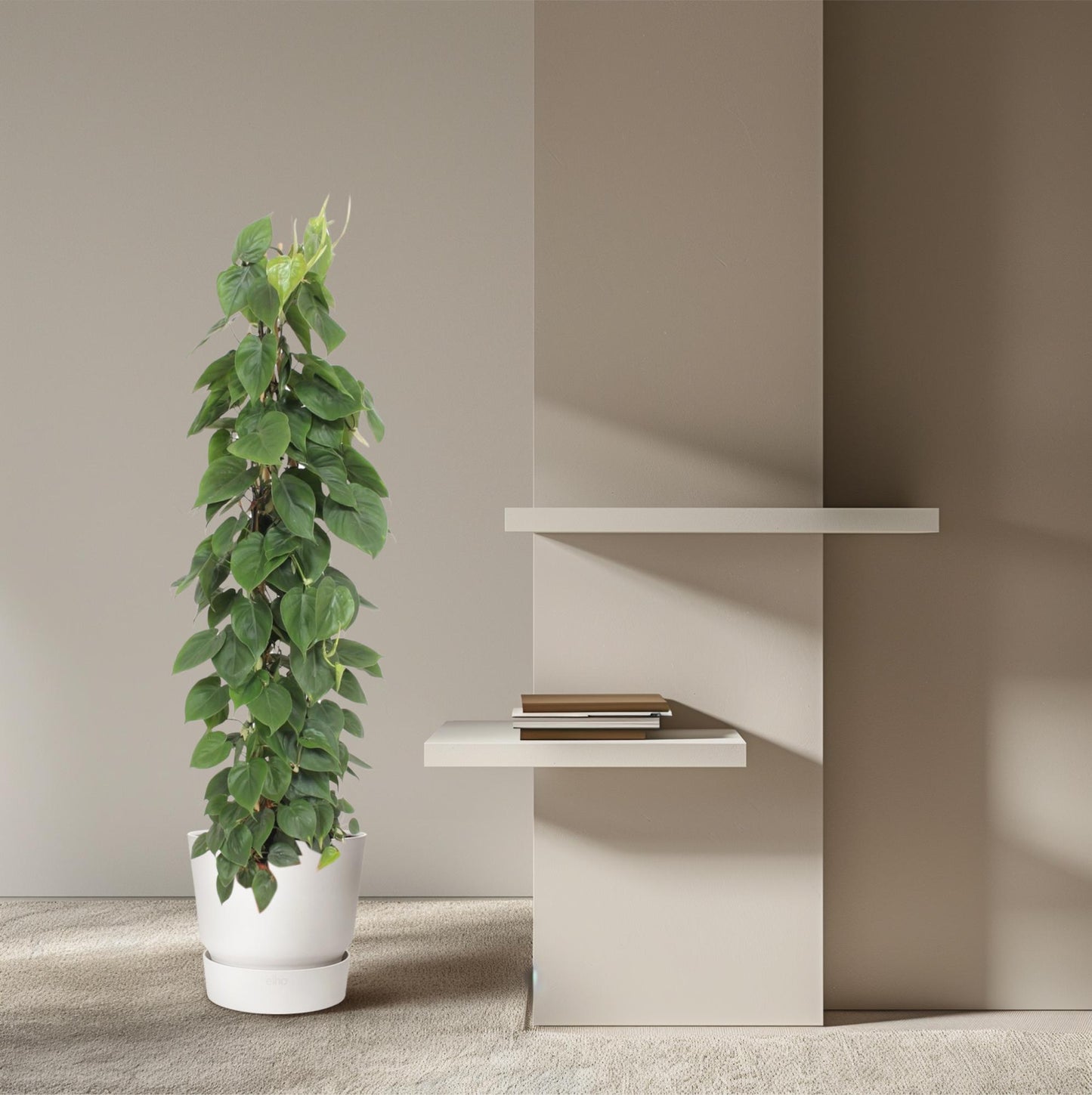 Kletter-Philodendron 150 cm – Herzblattpflanze für stilvolle Räume