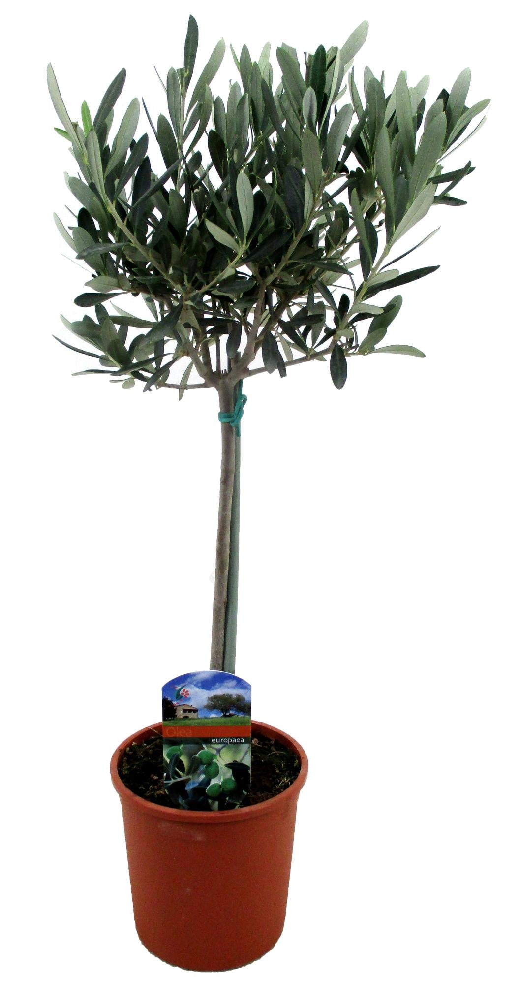 Olea Europaea - Ø14cm - ↕60cm