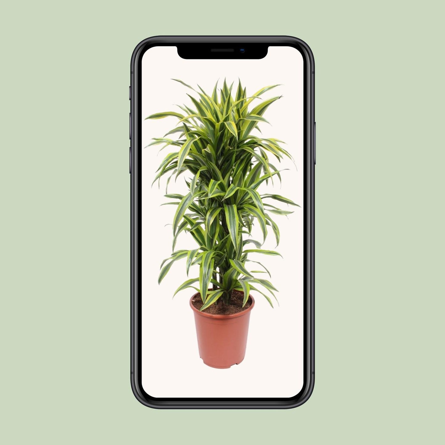 Dracaena Lemon Lime - Ø27cm - ↕110cm