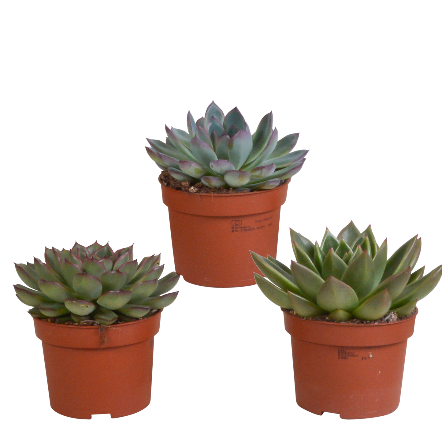 Echeverie Mix 3er Set – Bunte Sukkulenten-Vielfalt