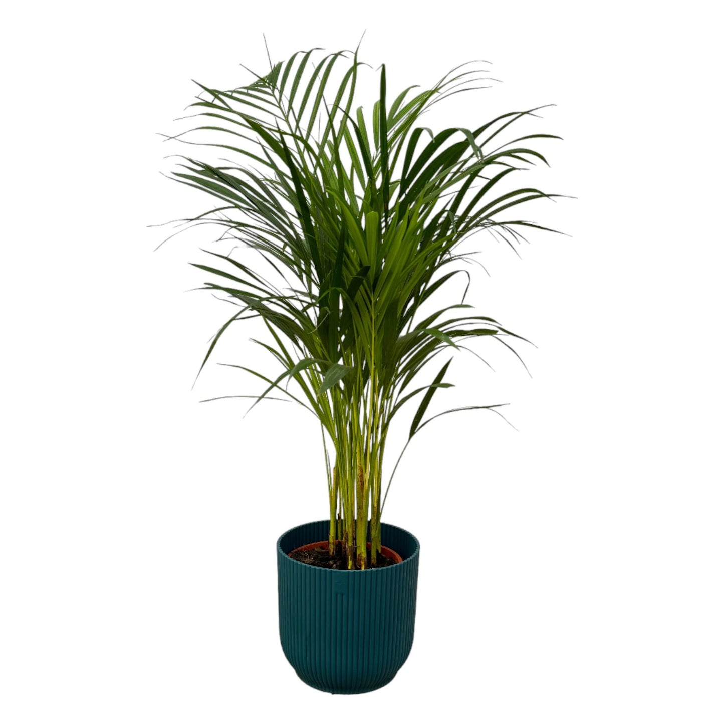 Areca Palme 85 cm – Stilvolle Goldfruchtpalme im Topf