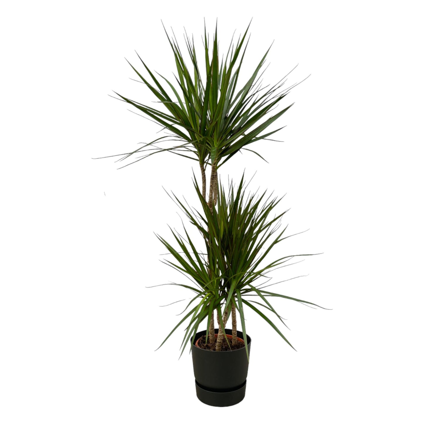 Drachenbaum Marginata 120 cm – Stilvoll & Pflegeleicht