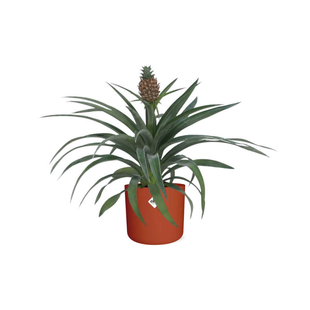 Ananas Mi Amigo 12 Cm Pot in ELHO b.for soft rond 14cm brique