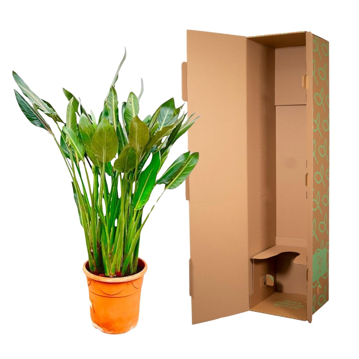 Paradiesvogelblume XL – Exotische Zimmerpflanze 160 cm