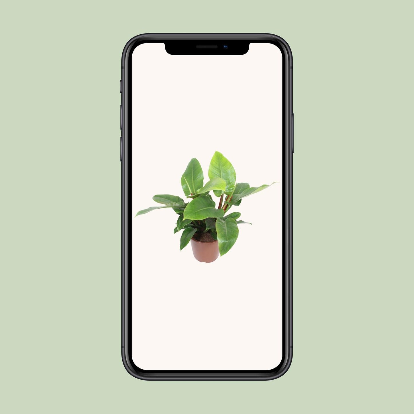 Philodendron Imperial Green - Ø27cm - ↕80cm