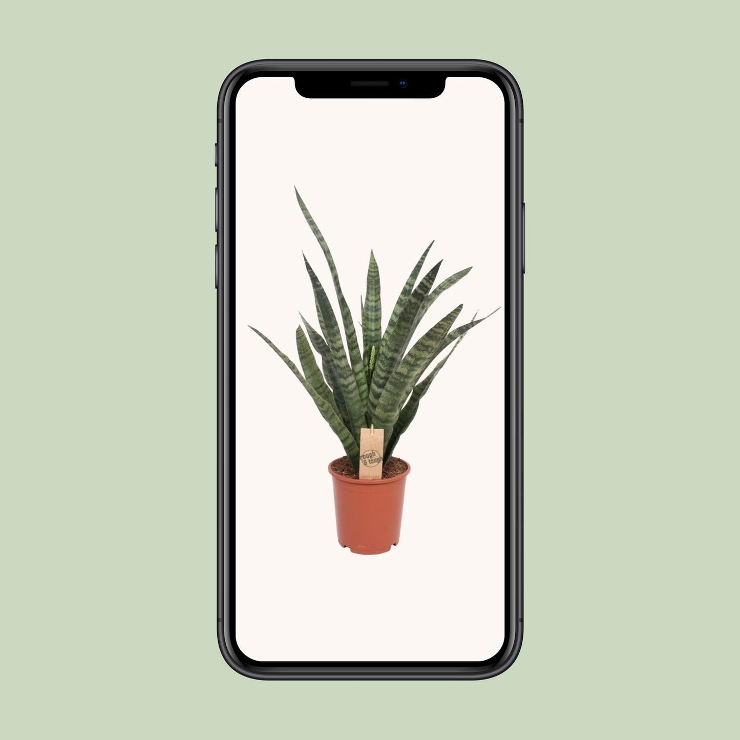 Sansevieria Diamond Green - Ø19cm - ↕60cm