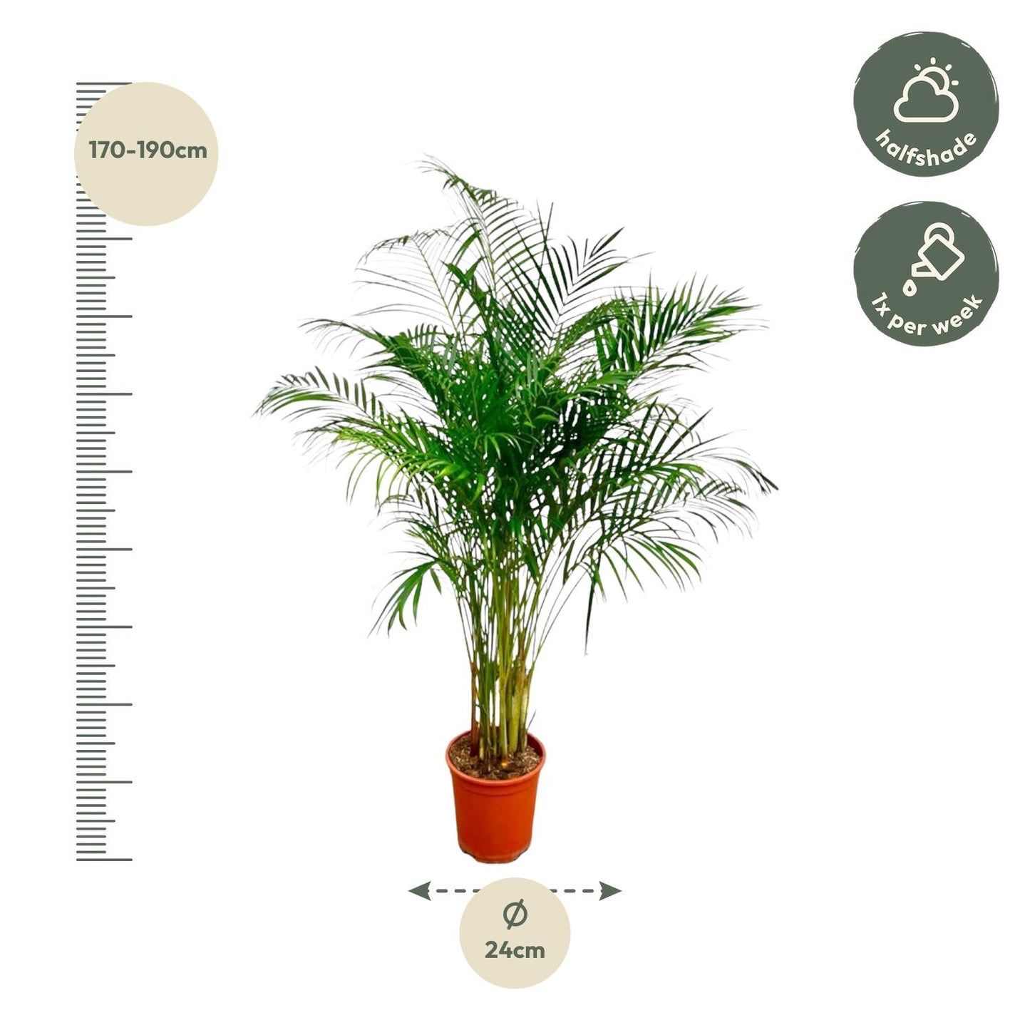 Goldfruchtpalme 180 cm – Tropische Eleganz für Zuhause