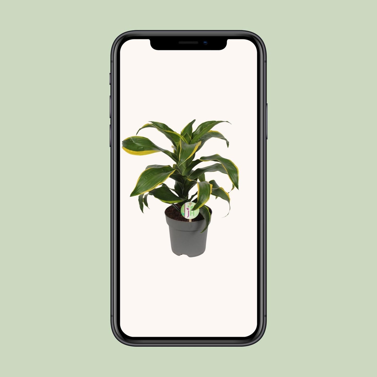 Dracaena Fragrans Grune gelb - Ø17cm - ↕40cm